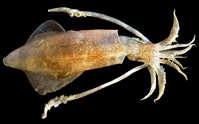 tako
